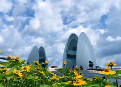 旅行-风光-花-黄花-花卉 图片素材