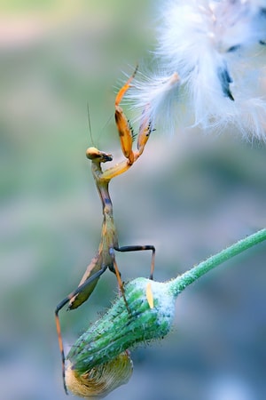 奇妙的昆虫-螳螂-螳螂-昆虫-植物 图片素材