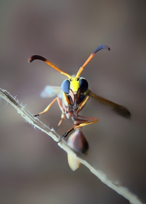 我和我的祖国手机摄影大赛-微距-自然-黄蜂-昆虫 图片素材