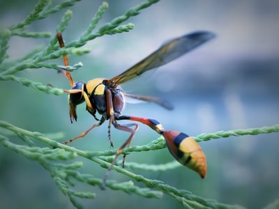 自然-微距-昆虫-蜂-黄蜂 图片素材