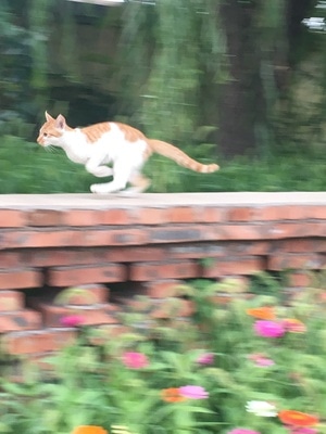 手机摄影-猫-喵咪-喵星人-动物 图片素材