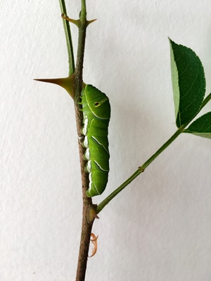 手机摄影-虫-幼虫-柑橘凤蝶幼虫-动物 图片素材