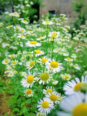 自然-植物-花草-采蜜-蜜蜂 图片素材