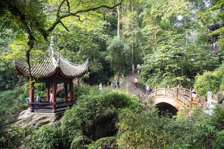 森林-峨眉山-绿色-清凉-自然 图片素材