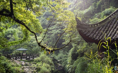 森林-清凉-绿色-自然-风景 图片素材