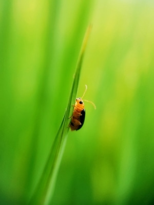 昆虫总动员-昆虫-动物-手机微距-治愈 图片素材