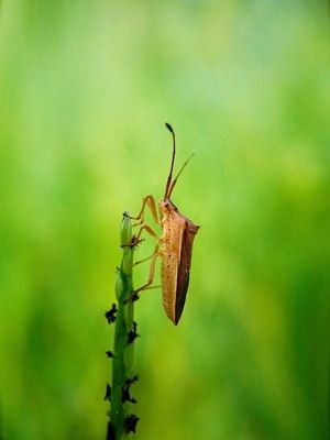昆虫总动员-手机微距-动物-昆虫-治愈 图片素材