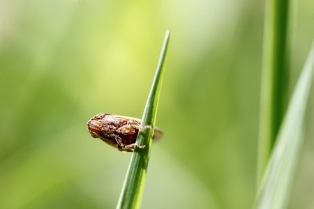 我的六月-昆虫-动物-衢州-浙江 图片素材