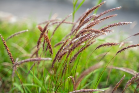 初夏-风-芦苇花-野草-植物 图片素材