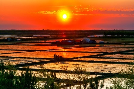 风光-你好2020-光影-水稻田-农业 图片素材