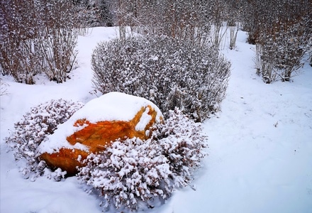 植物-季节-初春-雪-公园 图片素材