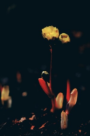 植物-花卉-光影-植物-花卉 图片素材