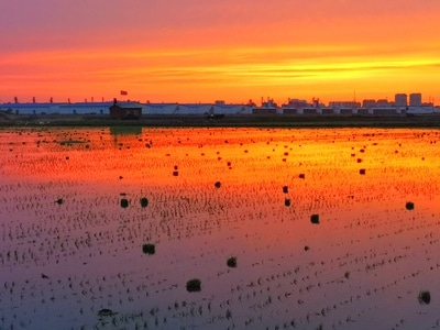 风光-你好2020-光影-水稻田-农业 图片素材
