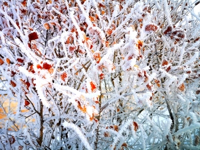 初春-光影-雪-植物-小品 图片素材