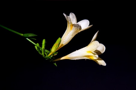 随拍-花卉-螳螂-花卉-鲜花 图片素材