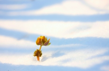 初春-光影-季节-雪-植物 图片素材