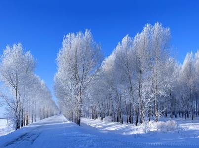 植物-风光-四季-白雪-雪地 图片素材
