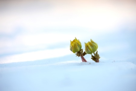 雪-花卉-植物-季节-光影 图片素材