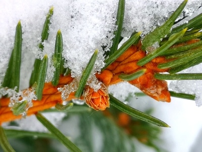 植物-雪-季节-松-松树 图片素材