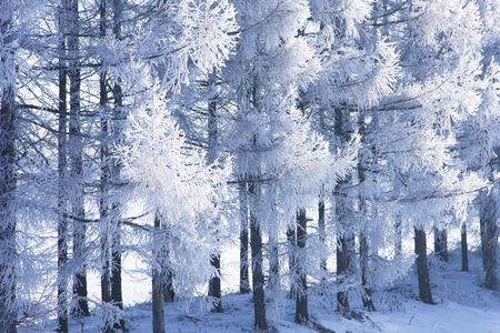 四季-风光-植物-白雪-雪地 图片素材