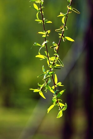 季节-光影-植物-柳丝-柳条 图片素材