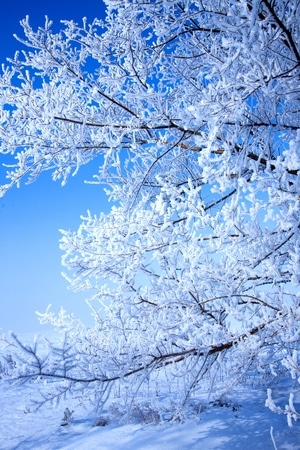 冰雪-自然-风景-地图-树林 图片素材