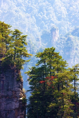 四季-风光-植物-风景-植物 图片素材