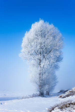 植物-风光-四季-风景-雪地 图片素材