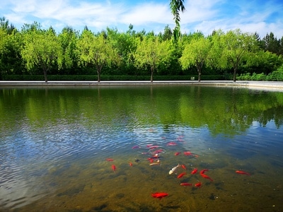 蓝天-光影-观赏鱼-风景-池塘 图片素材