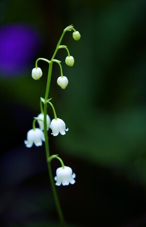 光影-植物-花卉-季节-铃兰 图片素材