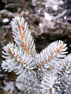 初春-雪-小品-植物-松针 图片素材