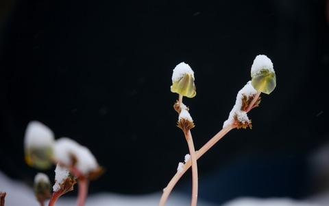 我要上封面-初春-雪-植物-光影 图片素材