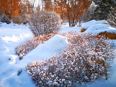 光影-季节-趣味-灌木-雪 图片素材
