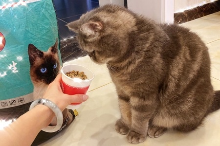 早餐打卡-咖啡-饭团-凤梨-宠物猫 图片素材