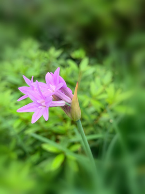 贵阳市-手机随拍-韭菜花🥦-花-鲜花 图片素材