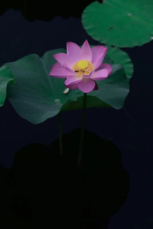 宅家-自然-景色-静物-小清新 图片素材