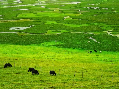 甘南藏族自治州-在路上-风景-手机拍摄-草原 图片素材