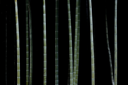 竹子-竹林-自然-美景-风景 图片素材