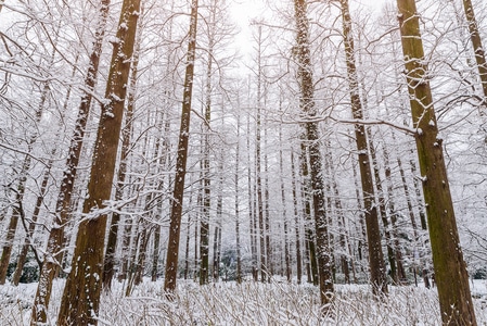 水杉-树林-森林-冬天-冬季 图片素材