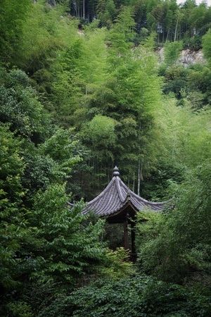植物-绿色-风光-旅行-宾得 图片素材