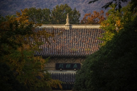 红叶-秋季-旅游-旅行-南京 图片素材