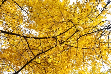 银杏黄了-风光-植物-银杏-树枝 图片素材