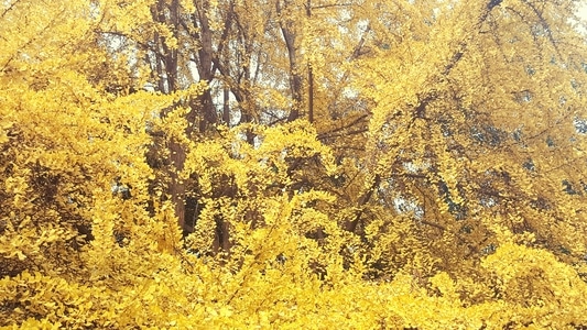 银杏黄了-风光-植物-树木-银杏 图片素材