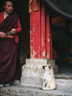 川西-色达-喇嘛-狗-男人 图片素材