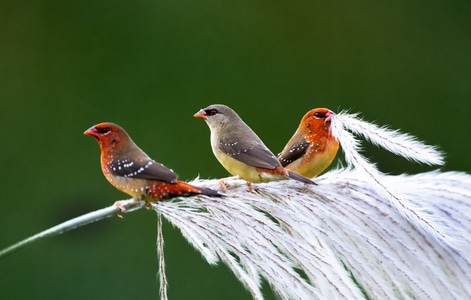 动物-野生鸟类-鸟类-鸟-野生动物 图片素材