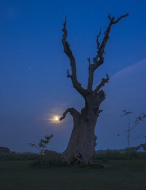 大自然-风光-夜色-月亮-老树 图片素材