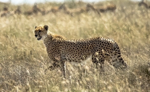 野生动物-动物-动物-猎豹-豹子 图片素材