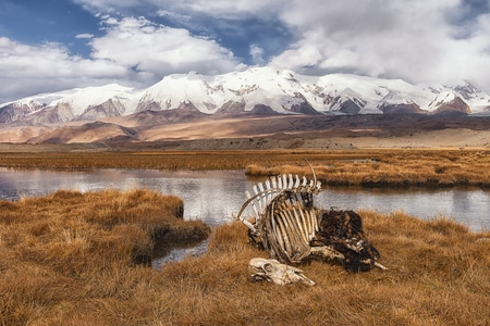 我的2019-新疆-慕士塔格峰-非洲猎豹-斑马 图片素材
