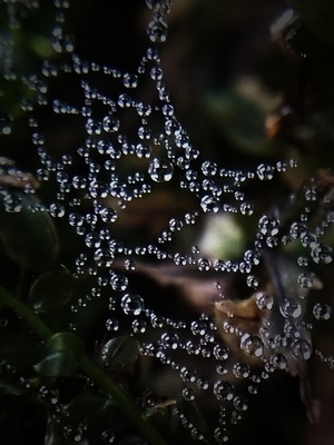 蜘蛛网-大自然-户外-清晨-水珠 图片素材