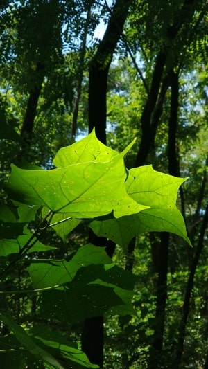 风光-植物-夏天-斑驳-树叶 图片素材